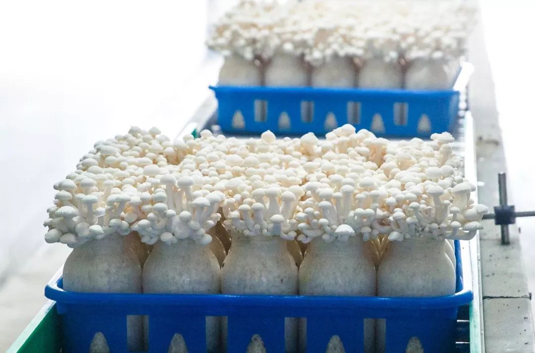 科技賦能，品質升級 慈溪白玉菇榮膺“浙產精品鮮菇”背后的生物技術力量